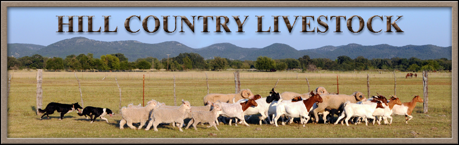Hill Country Livestock